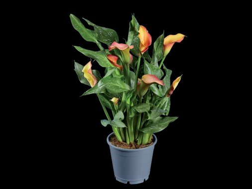 Калатея, кала или антуриум