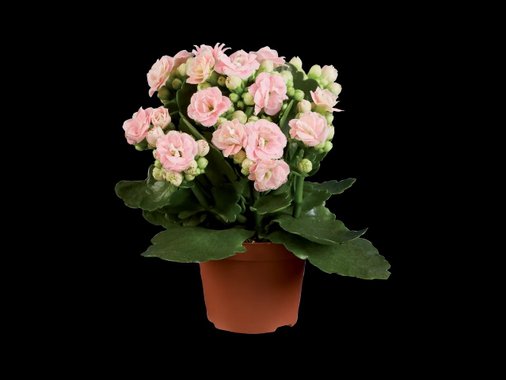 Мини каланхое