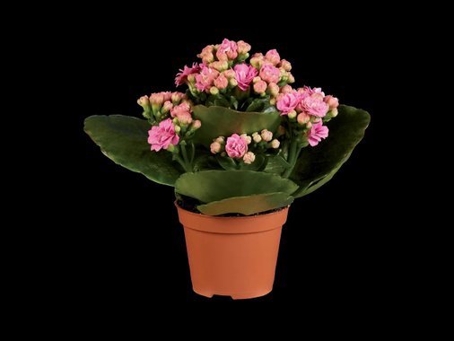 Мини каланхое