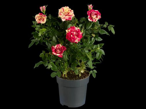 Рози Ексклузив