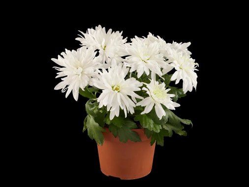 Хризантеми