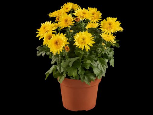 Хризантеми