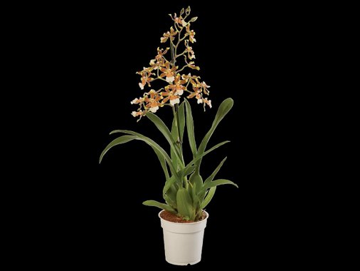 Орхидея Ексклузив