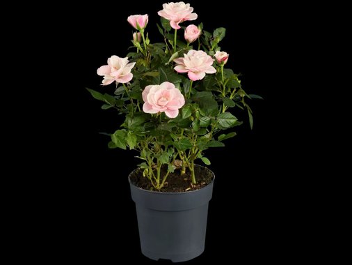 Рози Ексклузив