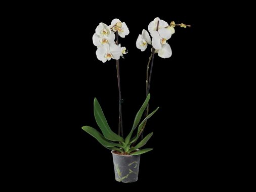 Орхидея Фаленопсис