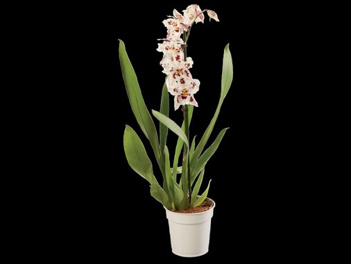 Орхидея Ексклузив