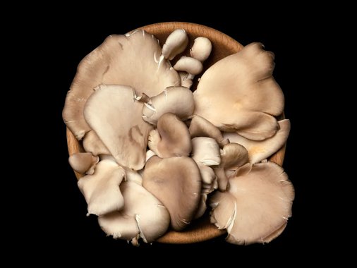 Български гъби Кладница