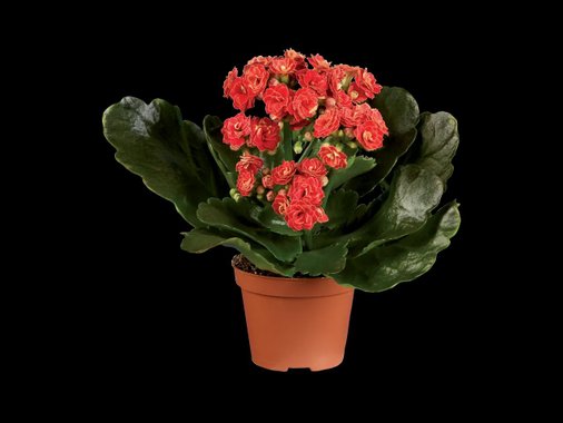 Мини каланхое