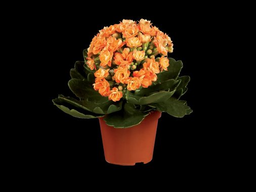 Мини каланхое