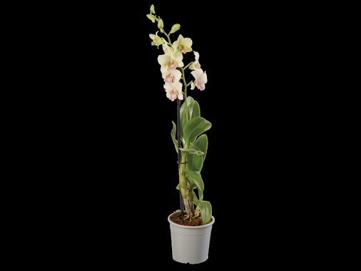 Орхидея Ексклузив