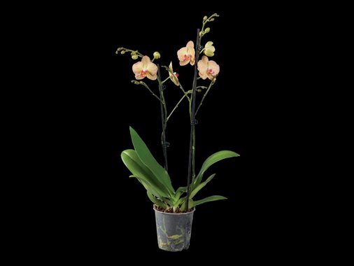 Орхидея Фаленопсис