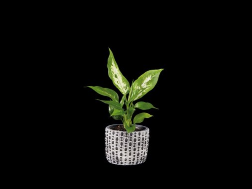 Зелено растение