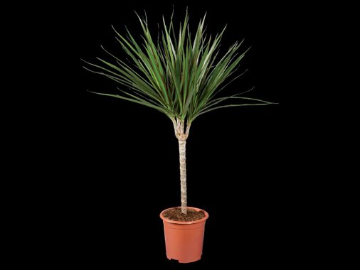 Зелено растение