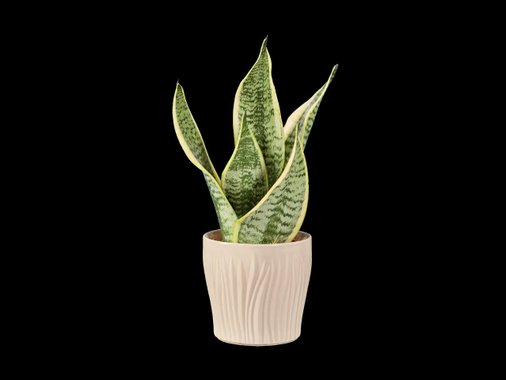 Сансевиера