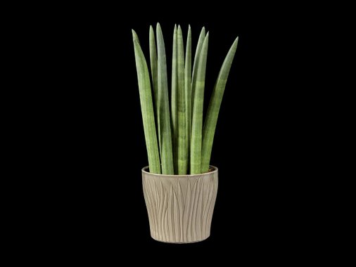 Сансевиера