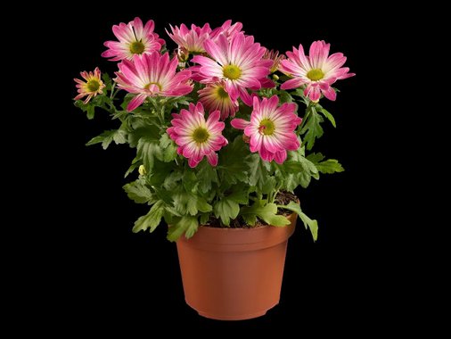 Хризантеми