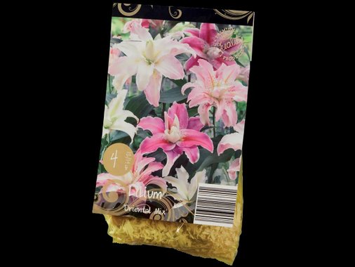 Луковици за лилиум