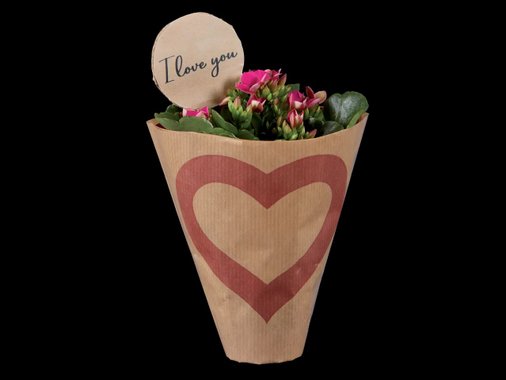 Мини каланхое