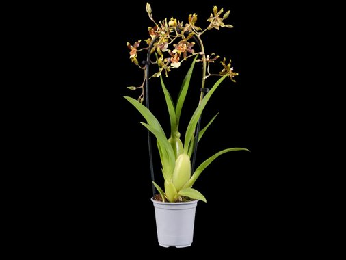 Орхидея Ексклузив