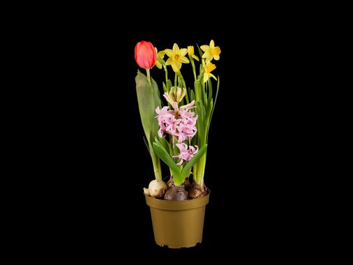 Луковици за пролетни цветя