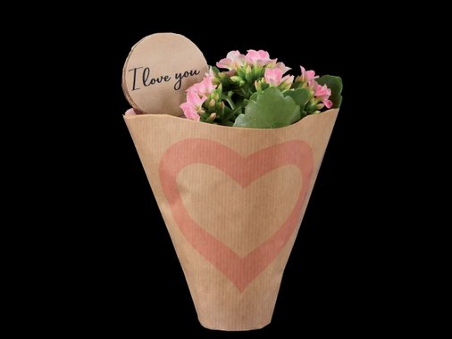 Мини каланхое