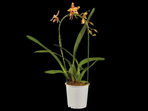 Орхидея Ексклузив