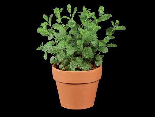 Средиземноморски подправки