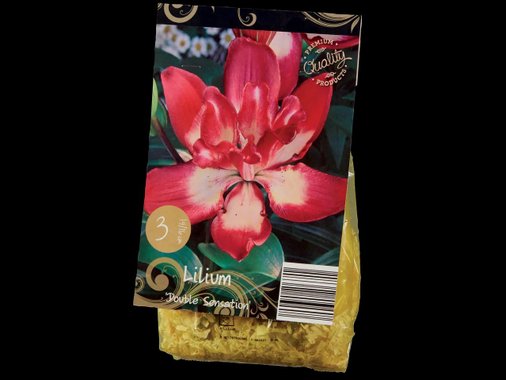 Луковици за лилиум