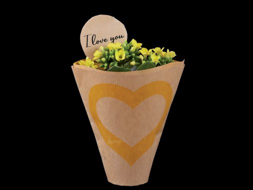 Мини каланхое