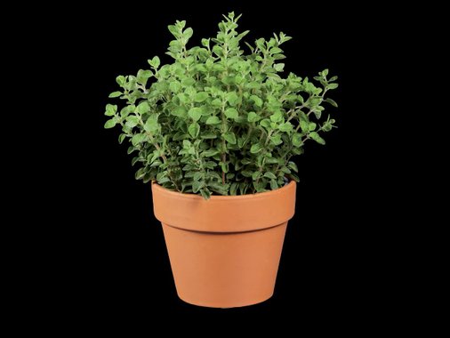 Средиземноморски подправки