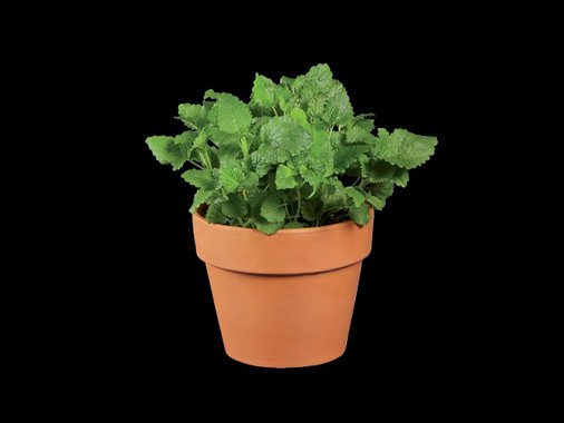 Средиземноморски подправки