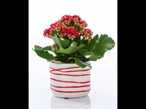 Мини цъфтящо растение