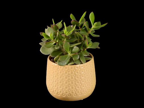 Кактус или сукулент