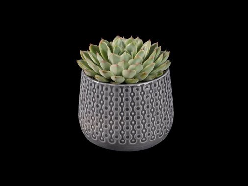 Кактус или сукулент