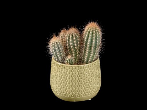 Кактус или сукулент