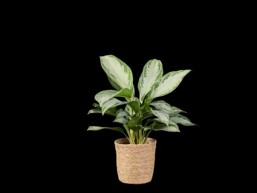 Зелено растение