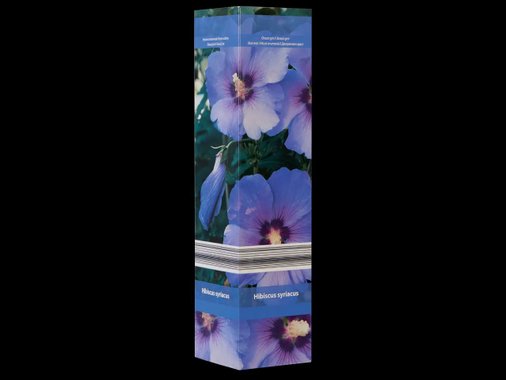 Декоративен храст