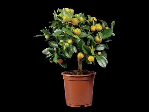 Лимон, мини портокал или кумкуат