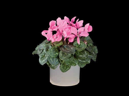 Циклама или азалия