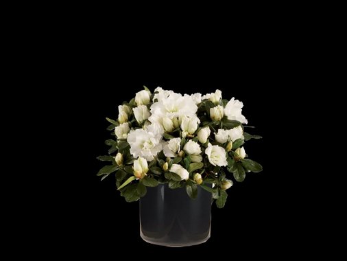 Циклама или азалия