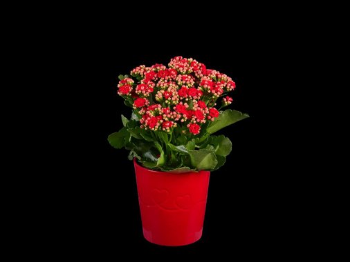 Рози или каланхое