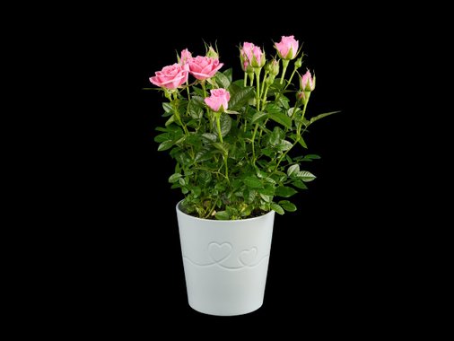 Рози или каланхое