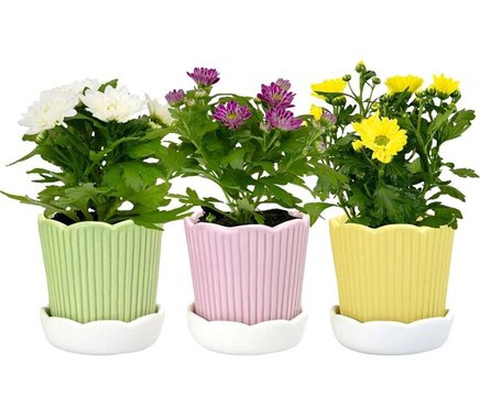 Минихризантема в керамика