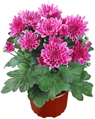 Хризантема