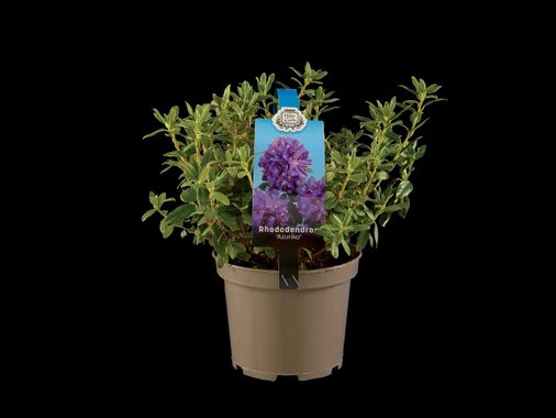 Рододендрон