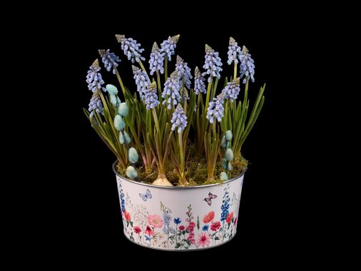 Зюмбюли, нарциси или мускари