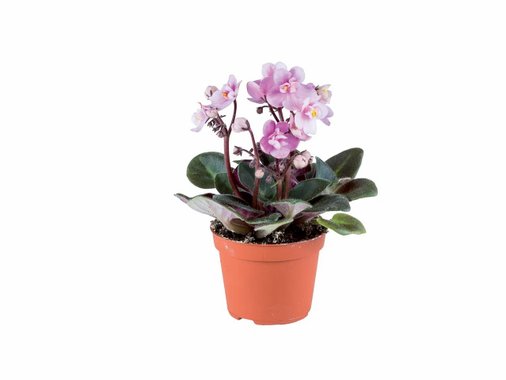 Мини цъфтящо растение