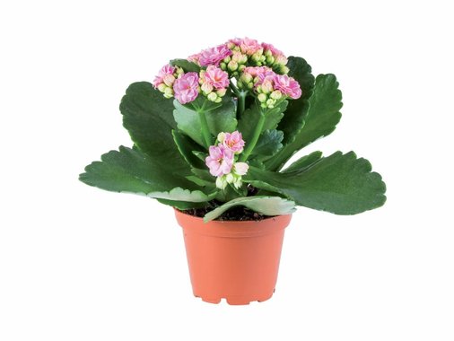 Мини цъфтящо растение