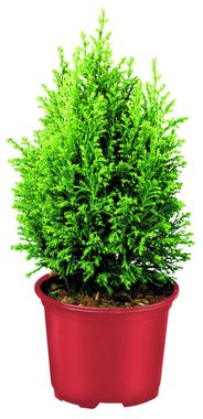 Конифери микс