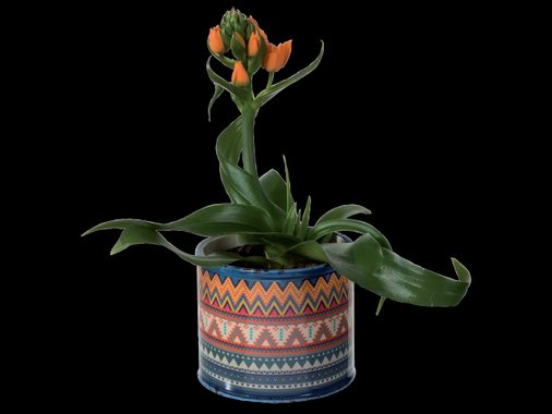 Орнитогалум